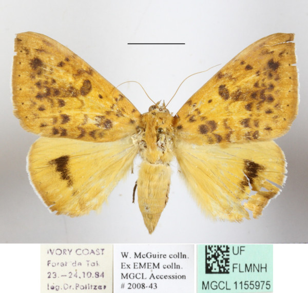 /filer/webapps/moths/media/images/K/klugii_Achaea_A_MGCLa_02.JPG