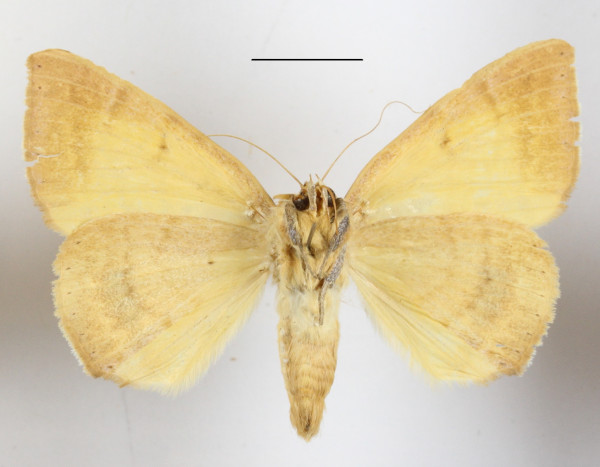 /filer/webapps/moths/media/images/K/klugii_Achaea_A_MGCLb_01.JPG