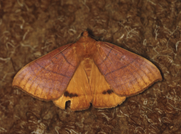 /filer/webapps/moths/media/images/K/klugii_Achaea_A_Roland_08.jpg