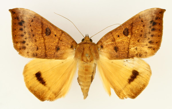 /filer/webapps/moths/media/images/K/klugii_Heliophisma_AF_TMSA_01.jpg