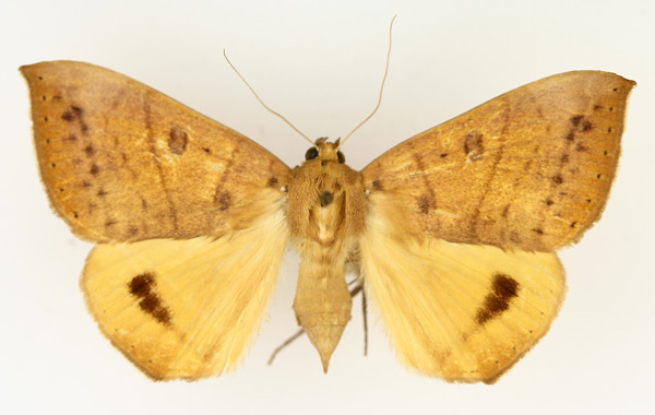 /filer/webapps/moths/media/images/K/klugii_Heliophisma_AF_TMSA_02.jpg