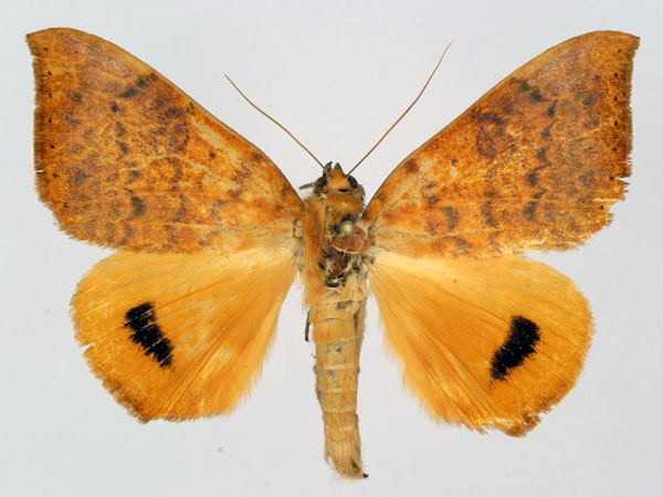 /filer/webapps/moths/media/images/K/klugii_Heliophisma_AM_Basquin.jpg
