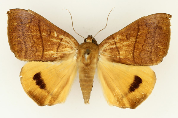 /filer/webapps/moths/media/images/K/klugii_Heliophisma_AM_TMSA_02.jpg