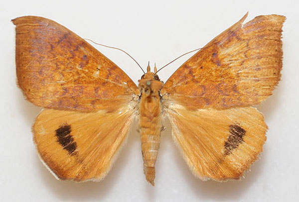 /filer/webapps/moths/media/images/K/klugii_Heliophisma_A_Legrain_01.jpg