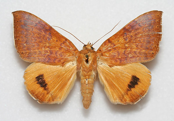 /filer/webapps/moths/media/images/K/klugii_Heliophisma_A_Legrain_02.jpg