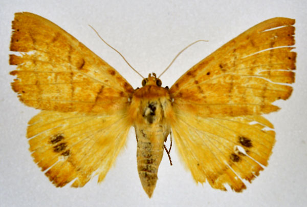 /filer/webapps/moths/media/images/K/klugii_Heliophisma_A_NHMO.jpg