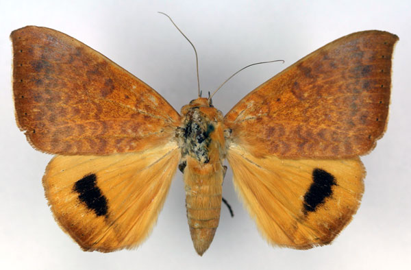 /filer/webapps/moths/media/images/K/klugii_Heliophisma_A_RMCA.jpg