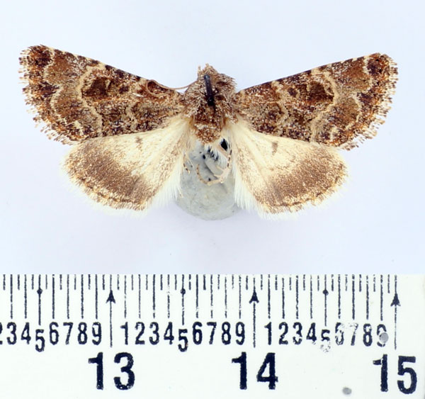 /filer/webapps/moths/media/images/K/kneuckeri_Acrobyla_AF_BMNH.jpg