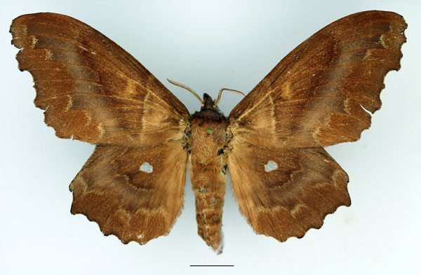 /filer/webapps/moths/media/images/K/knoblauchii_Mimopacha_AF_Basquin_01.jpg