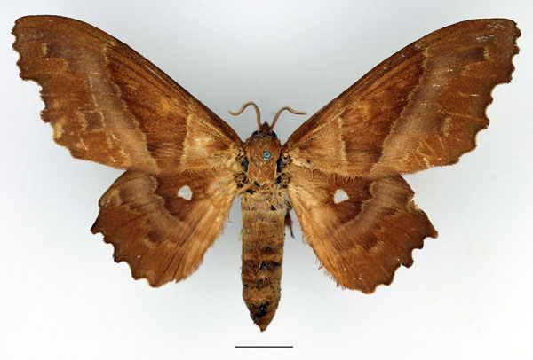 /filer/webapps/moths/media/images/K/knoblauchii_Mimopacha_AF_Basquin_02.jpg
