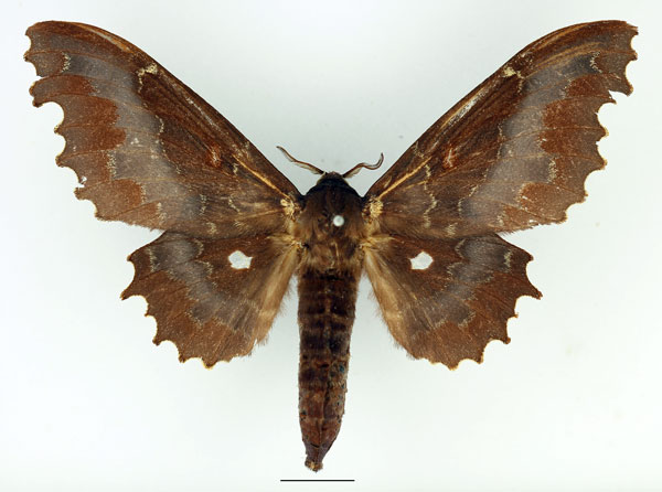 /filer/webapps/moths/media/images/K/knoblauchii_Mimopacha_AF_Basquin_03.jpg