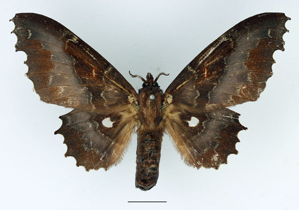 /filer/webapps/moths/media/images/K/knoblauchii_Mimopacha_AF_Basquin_04.jpg