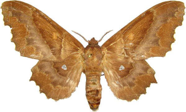 /filer/webapps/moths/media/images/K/knoblauchii_Mimopacha_AF_MCJM.jpg