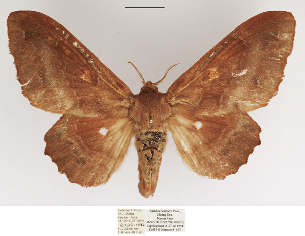/filer/webapps/moths/media/images/K/knoblauchii_Mimopacha_AF_TMSA.jpg