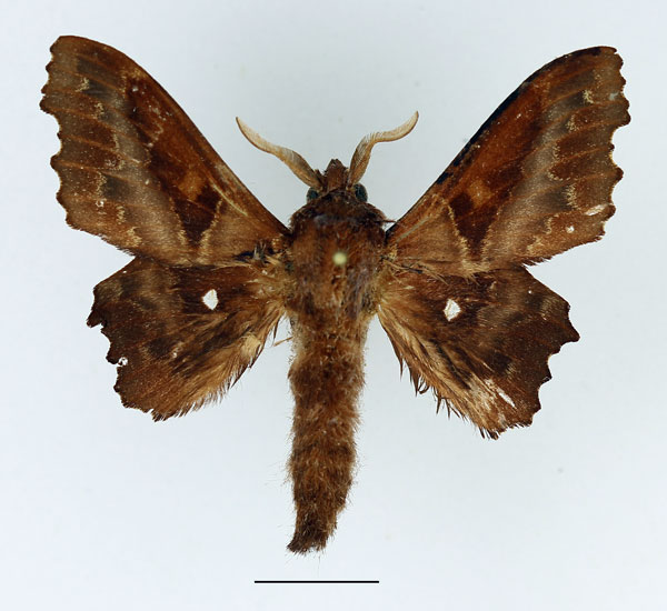 /filer/webapps/moths/media/images/K/knoblauchii_Mimopacha_AM_Basquin_01.jpg