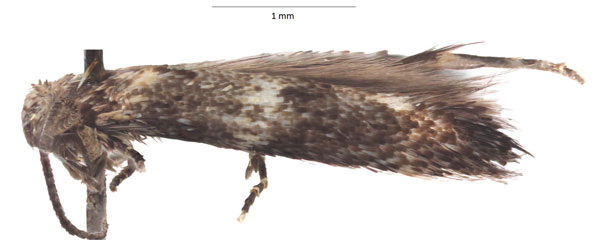 /filer/webapps/moths/media/images/K/knudlarseni_Elachista_HT_VU.jpg