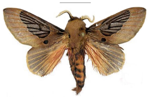 /filer/webapps/moths/media/images/K/knudlarseni_Leptometa_HT_ZSM.jpg