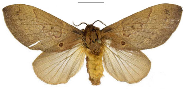/filer/webapps/moths/media/images/K/knudlarseni_Leptometa_PTF_Mueller_01.jpg