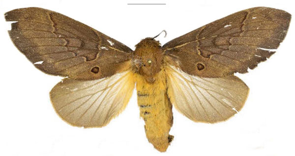 /filer/webapps/moths/media/images/K/knudlarseni_Leptometa_PTF_Mueller_02.jpg
