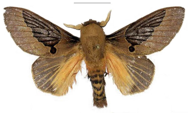 /filer/webapps/moths/media/images/K/knudlarseni_Leptometa_PTM_Mueller_01.jpg