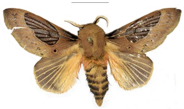 /filer/webapps/moths/media/images/K/knudlarseni_Leptometa_PTM_Mueller_02.jpg