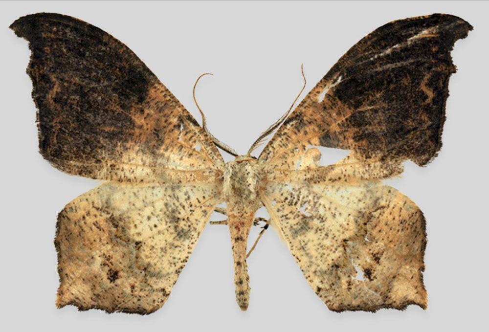 /filer/webapps/moths/media/images/K/knudlarseni_Mesothisa_HT_ZSMa.jpg