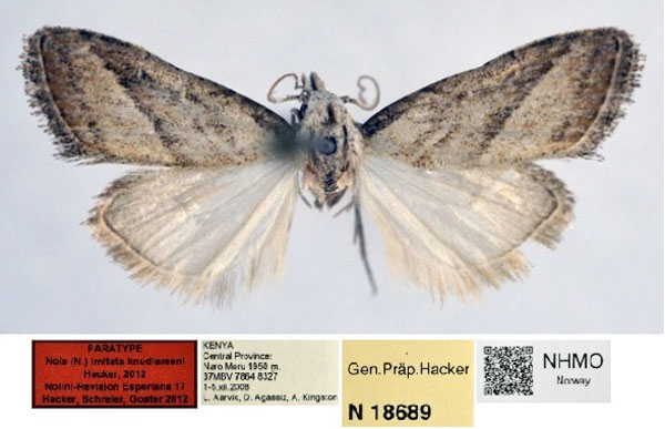 /filer/webapps/moths/media/images/K/knudlarseni_Nola_PT_NHMO_01.jpg