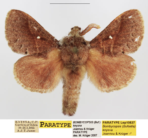 /filer/webapps/moths/media/images/K/knysna_Bombycopsis_PTM_TMSA_01.jpg