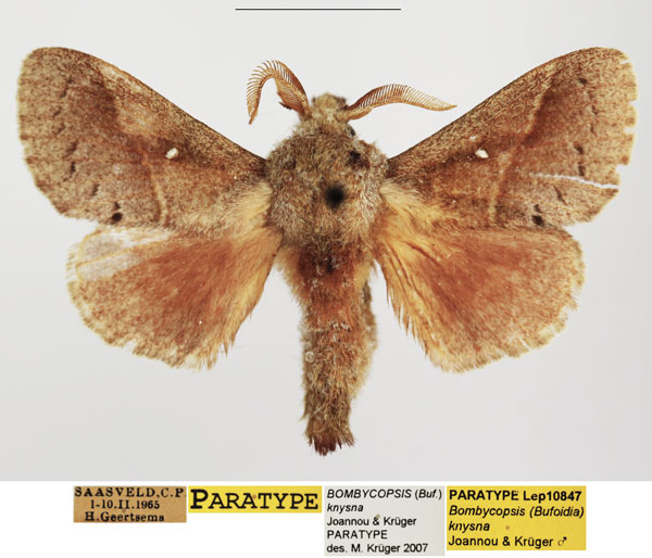 /filer/webapps/moths/media/images/K/knysna_Bombycopsis_PTM_TMSA_02.jpg