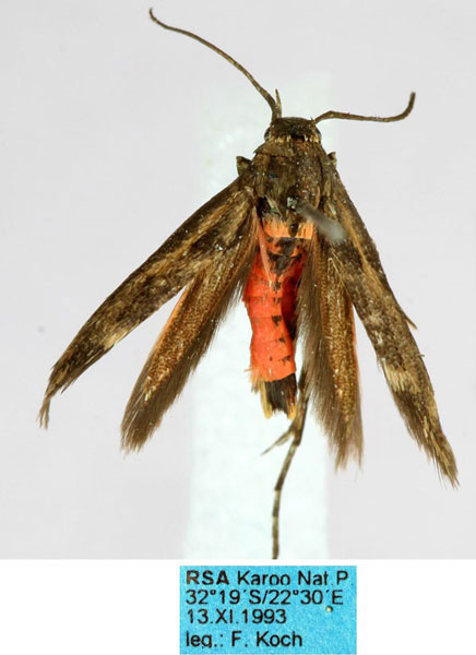 /filer/webapps/moths/media/images/K/kochi_Eretmocera_HT_ZMHB_aDLD9kF.jpg