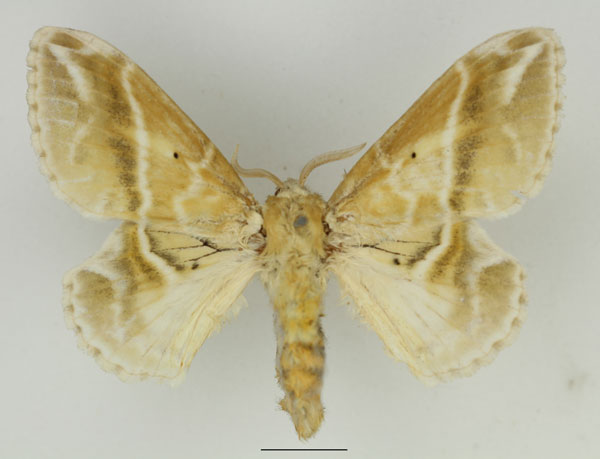 /filer/webapps/moths/media/images/K/koellikerii_Eucraera_AF_Basquin_01.jpg