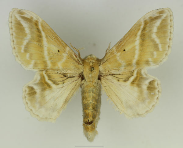 /filer/webapps/moths/media/images/K/koellikerii_Eucraera_AF_Basquin_02.jpg