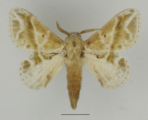 /filer/webapps/moths/media/images/K/koellikerii_Eucraera_AM_Basquin_01.jpg