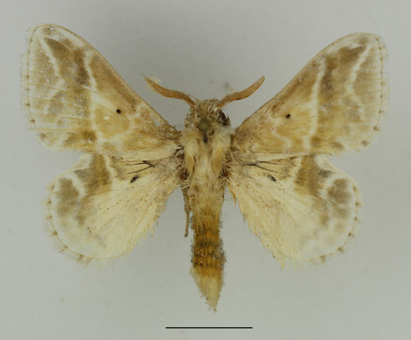 /filer/webapps/moths/media/images/K/koellikerii_Eucraera_AM_Basquin_02.jpg
