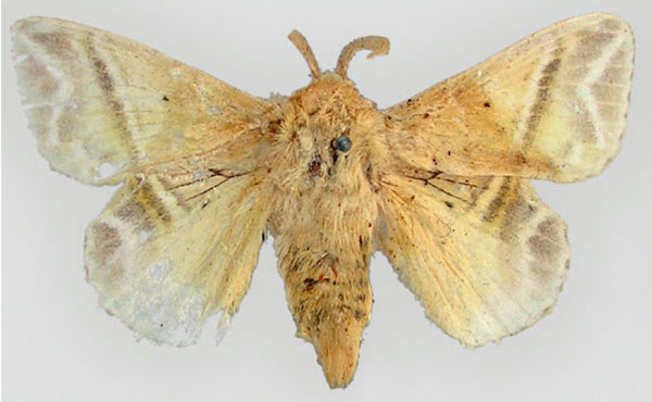 /filer/webapps/moths/media/images/K/koellikerii_Eucraera_HT_ZMHB.jpg