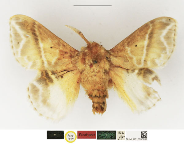 /filer/webapps/moths/media/images/K/koellikerii_Eucraera_PTM_NHMUK.jpg