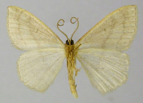 /filer/webapps/moths/media/images/K/kohor_Scopula_AM_ZSMb.jpg