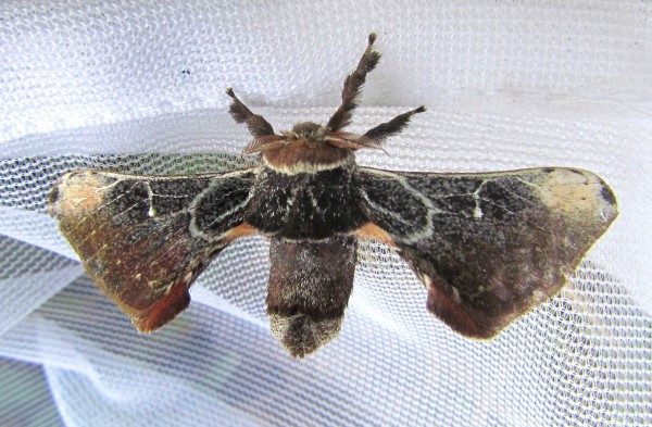 /filer/webapps/moths/media/images/K/kolga_Amusaron_M_Sinnema.jpg