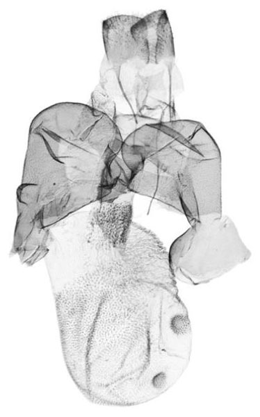 /filer/webapps/moths/media/images/K/kongo_Siccasura_GFPT_ZSM.jpg