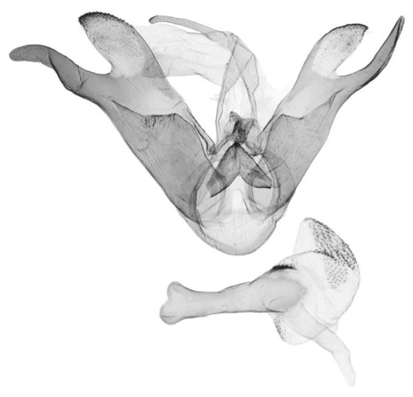 /filer/webapps/moths/media/images/K/kongo_Siccasura_GMHT_ZSM.jpg