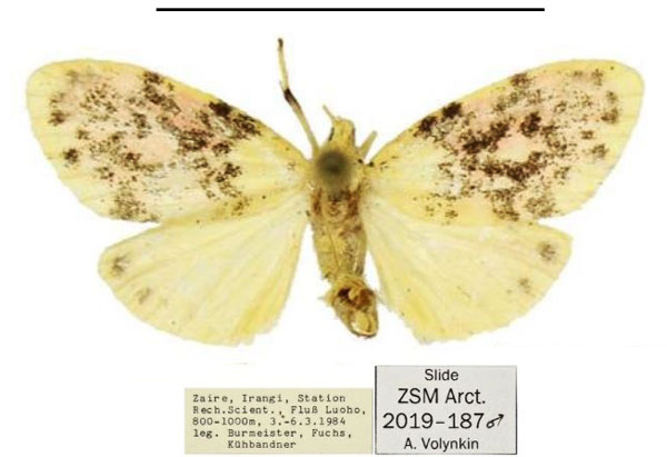 /filer/webapps/moths/media/images/K/kongo_Siccasura_HT_ZSM.jpg