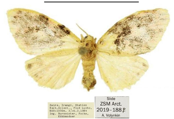 /filer/webapps/moths/media/images/K/kongo_Siccasura_PTF_ZSM.jpg