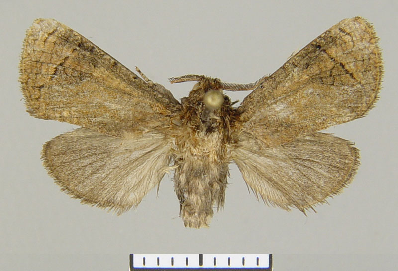 /filer/webapps/moths/media/images/K/konkistador_Gumilevia_HT_ZSM.jpg