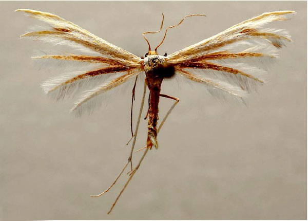 /filer/webapps/moths/media/images/K/koperbergi_Crassuncus_HT_BM.jpg