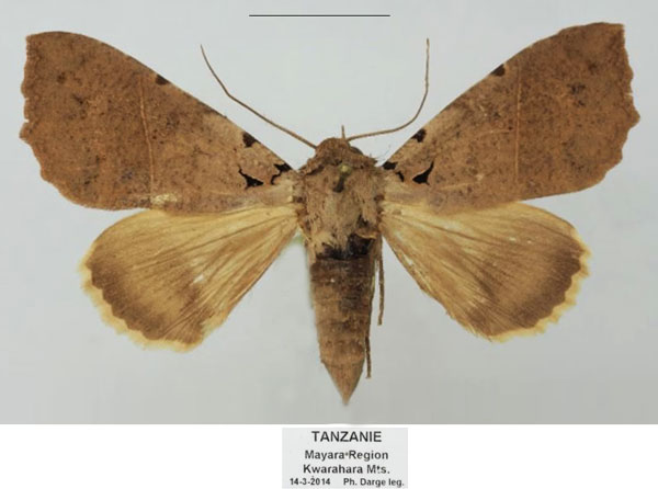 /filer/webapps/moths/media/images/K/korana_Serrodes_AF_Basquin.jpg