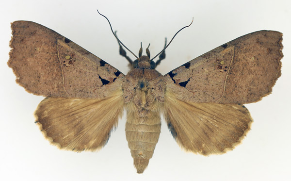 /filer/webapps/moths/media/images/K/korana_Serrodes_AF_TMSA_01.jpg