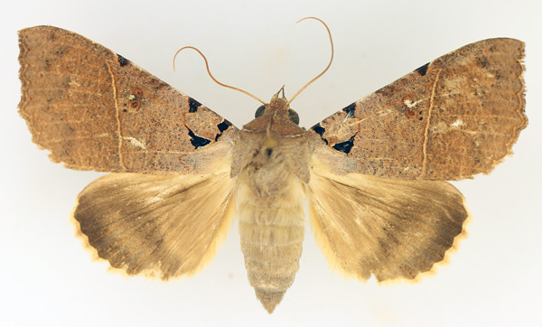 /filer/webapps/moths/media/images/K/korana_Serrodes_AF_TMSA_02.jpg