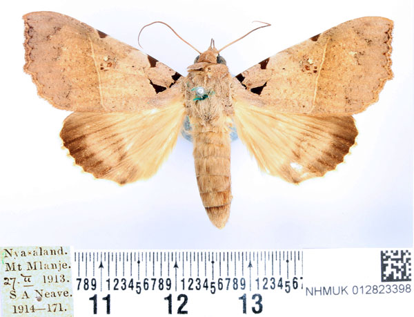 /filer/webapps/moths/media/images/K/korana_Serrodes_AM_BMNH.jpg