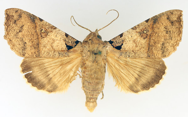 /filer/webapps/moths/media/images/K/korana_Serrodes_AM_TMSA_01.jpg