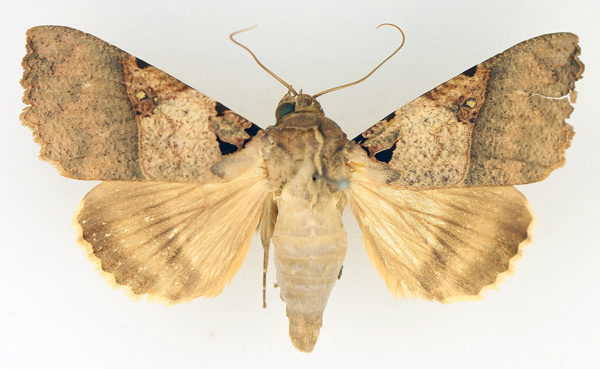 /filer/webapps/moths/media/images/K/korana_Serrodes_AM_TMSA_02.jpg
